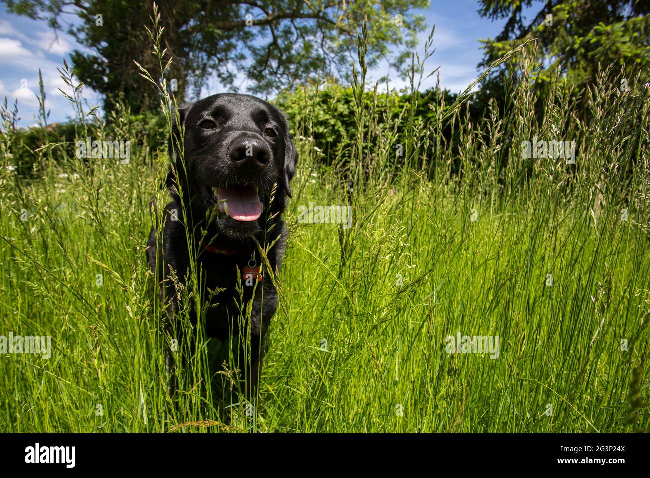 Un cane nero labrador Retriever che cammina in erba lunga nel sole estivo. Foto Stock
