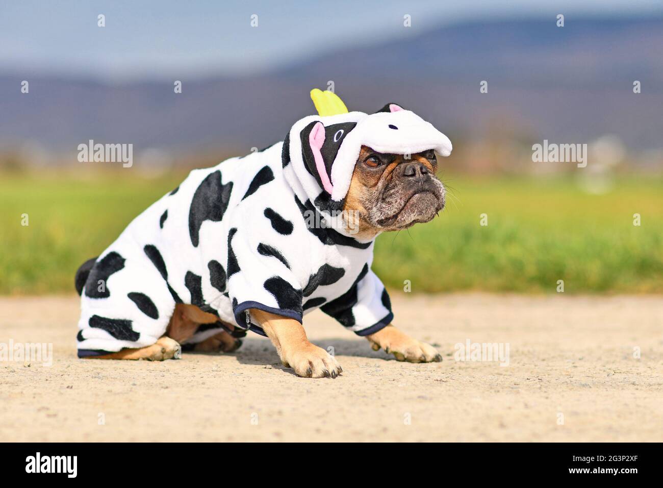 Il cane Bulldog della chiave indossa un costume divertente della mucca di Halloween Foto Stock