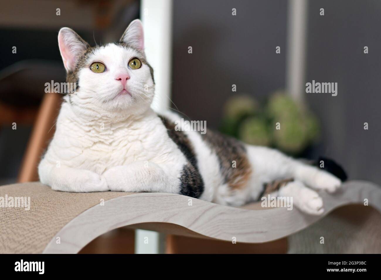 Gatto sdraiato su cartone graffiato a forma di salotto letto Foto Stock