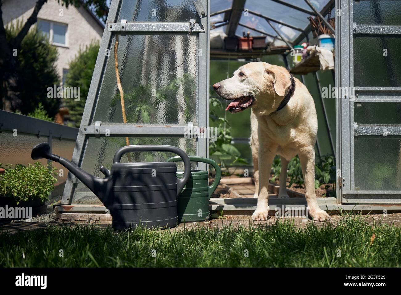 Cane curioso sul giardino di casa. Old labrador Retriever guardando dalla serra durante la soleggiata giornata di primavera. Foto Stock