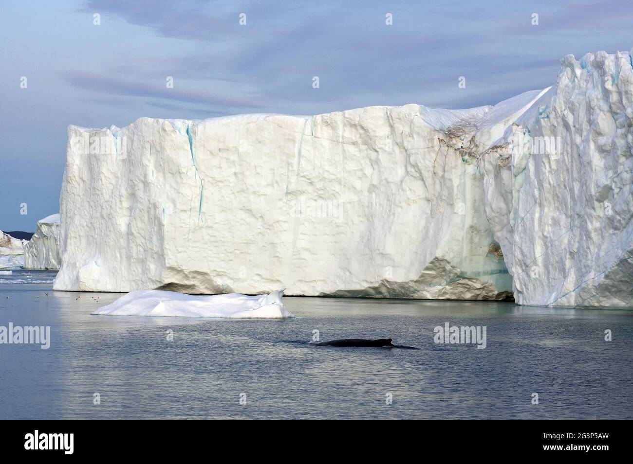 Balena di fronte a Iceberg Foto Stock