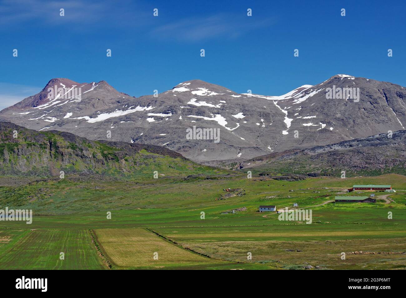 Paese delle pecore verdi nella groenlandia meridionale Foto Stock