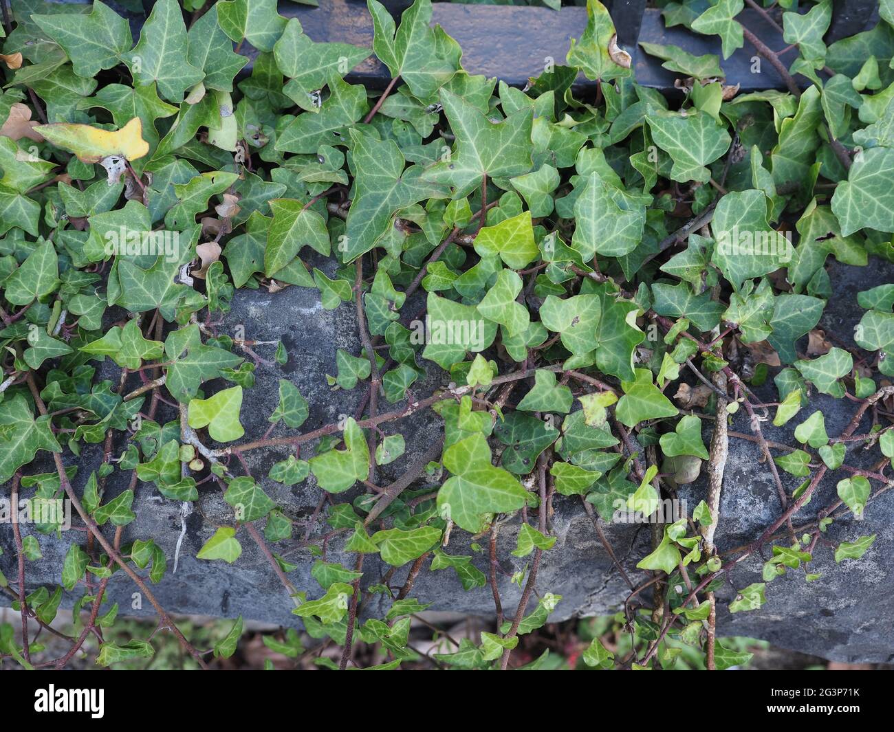 Ivy pianta su pietra Foto Stock
