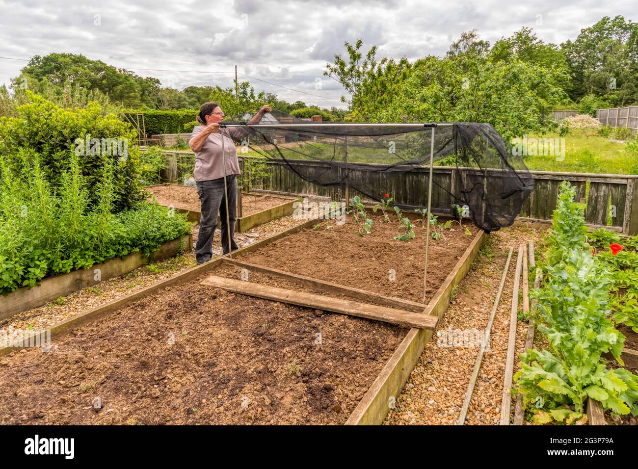 Donna che costruisce la gabbia di rete sopra i letti rialzati prima di piantare i cavoli. Protezione dai pilastri bianchi del cavolo. Foto Stock