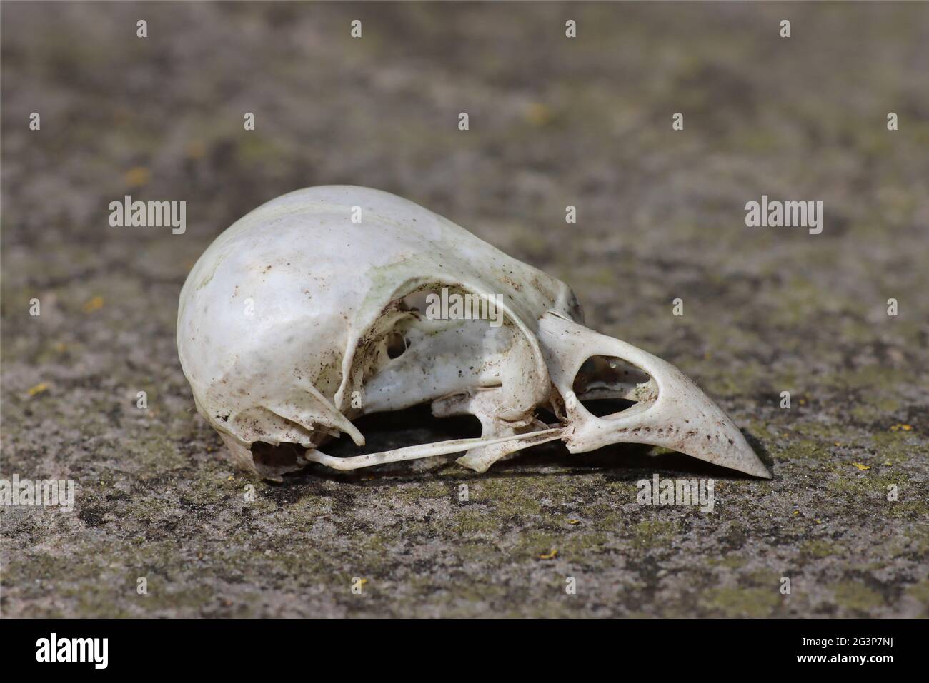 Blackbird Turdus merula cranio Foto Stock