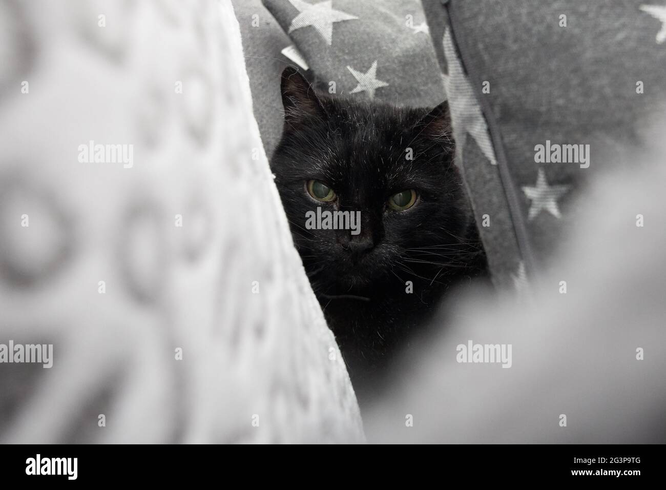 Maschio nero gatto nascondersi e rilassante coperto in comodi cuscini sul divano. Foto Stock