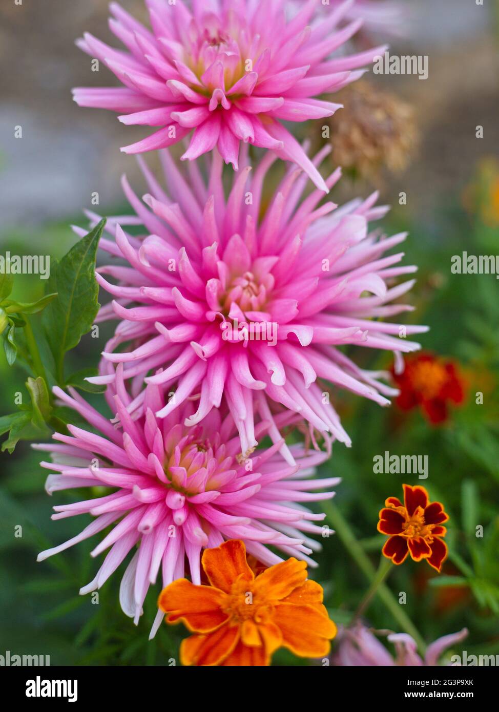 immagine verticale di fiori rosa Foto Stock