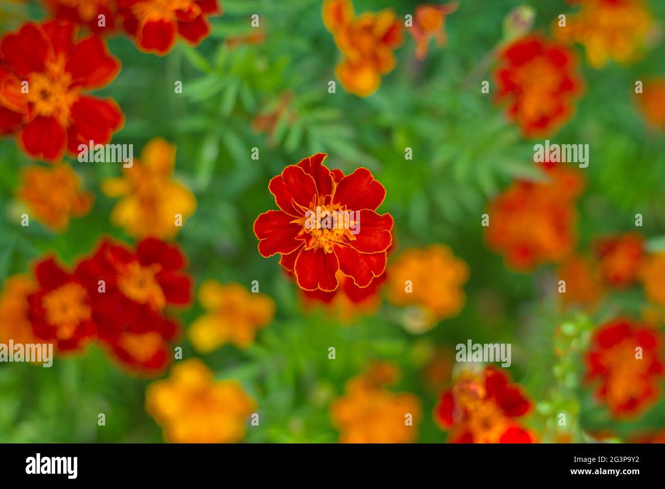 fiori rossi da utilizzare come sfondo decorativo Foto Stock