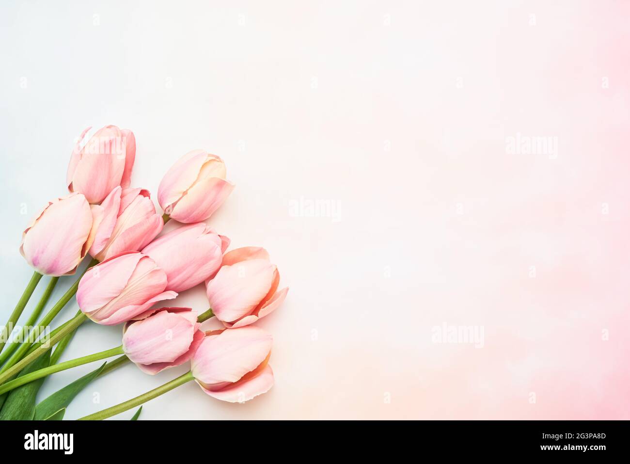 Fiori di tulipano rosa su sfondo rosa-blu, fuoco selettivo. Festa della mamma, concetto di celebrazione del compleanno. Disposizione piatta, spazio di copia per il testo Foto Stock