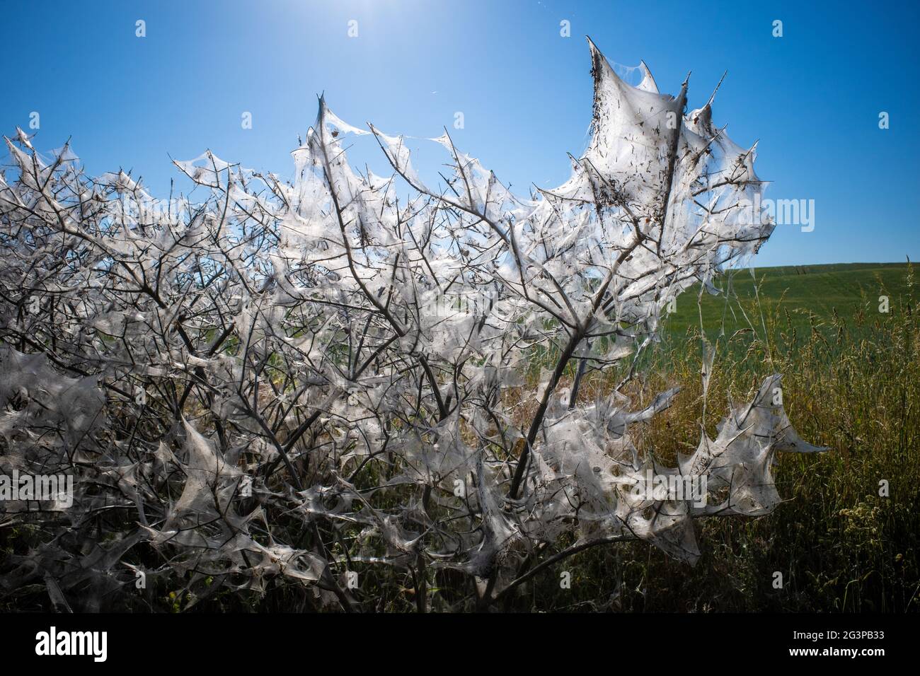 la falena ragno è stata completamente filata in un arbusto Foto Stock