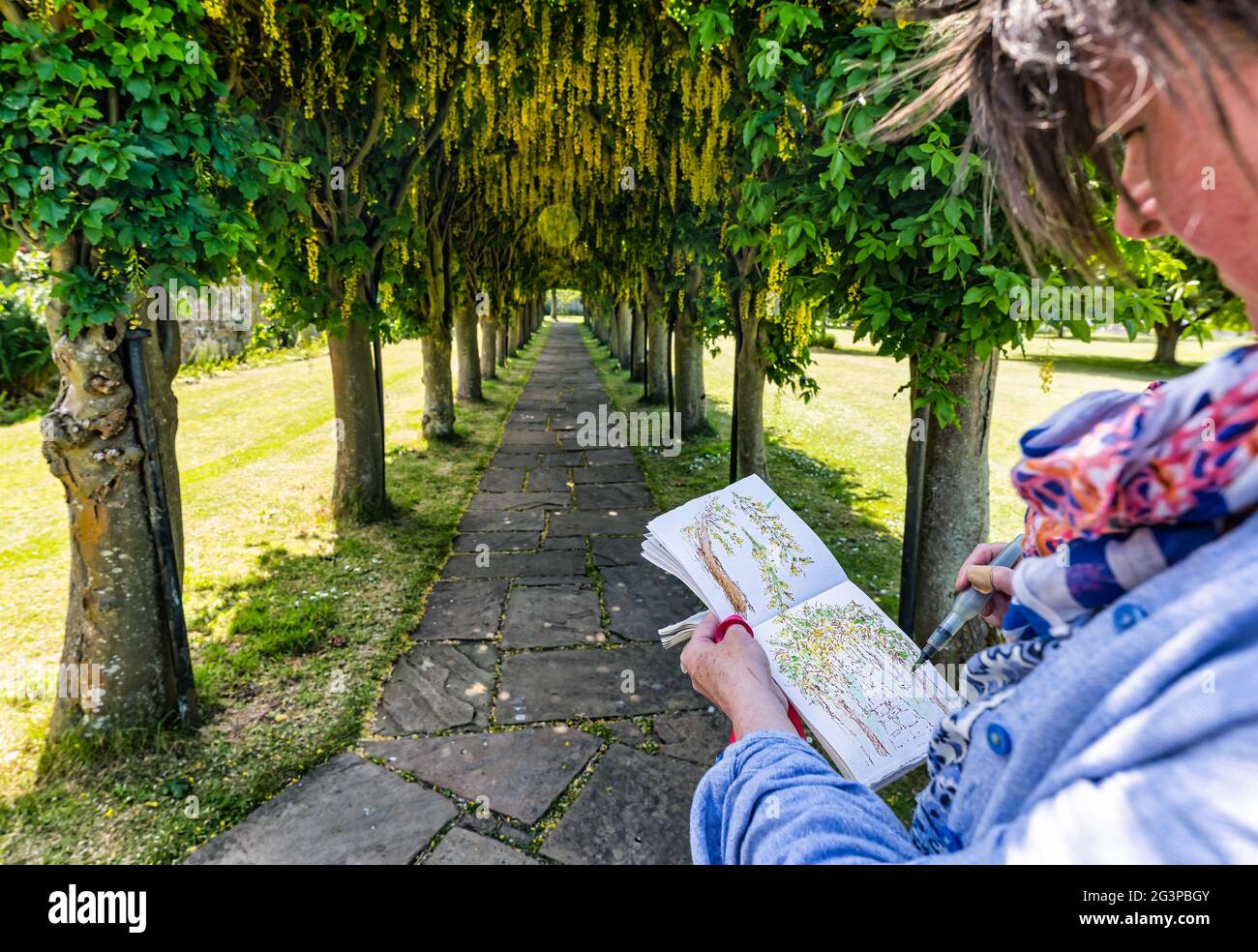 Haddington, East Lothian, Scozia, Regno Unito, 17 giugno 2021. Laburnum Arch allée in fiore: Lynn Fraser, artista e disegnatore locale noto come Fantoosh Art, traccia il bellissimo arco alberato che si trova nella Pleasance di Santa Maria, un patrimonio giardino murato Foto Stock