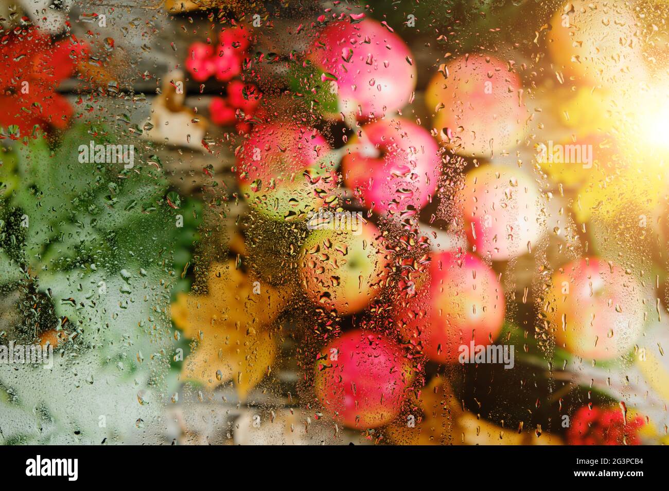 Autunno mele e foglie cadute, luce solare dietro vetro bagnato dalla pioggia Foto Stock