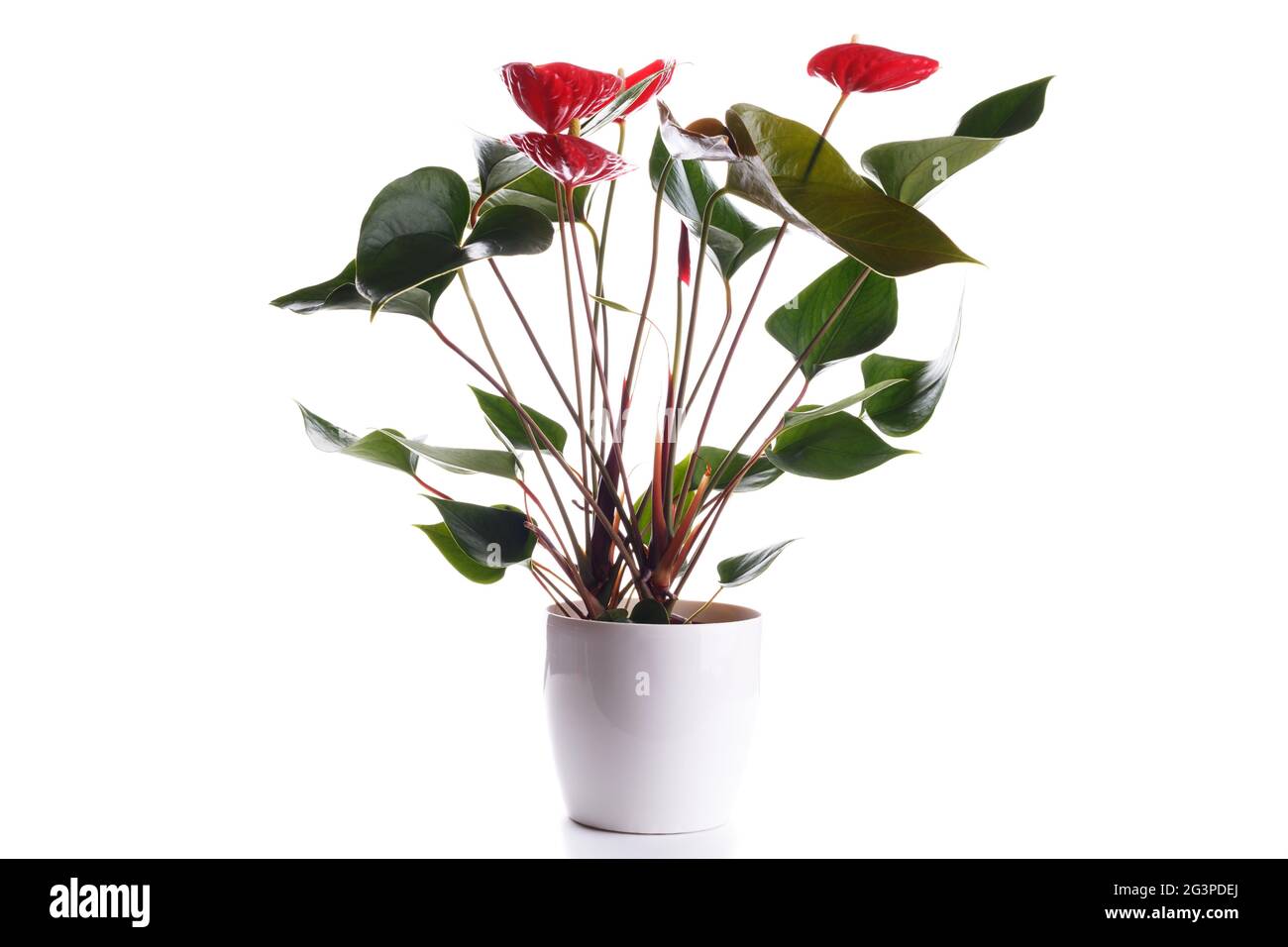 Anthurium rosso in fiore Foto Stock