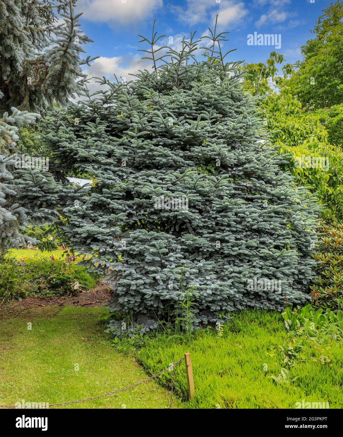 Pungens Picea 'Koster', un albero di conifere di abete rosso, Inghilterra, Regno Unito Foto Stock