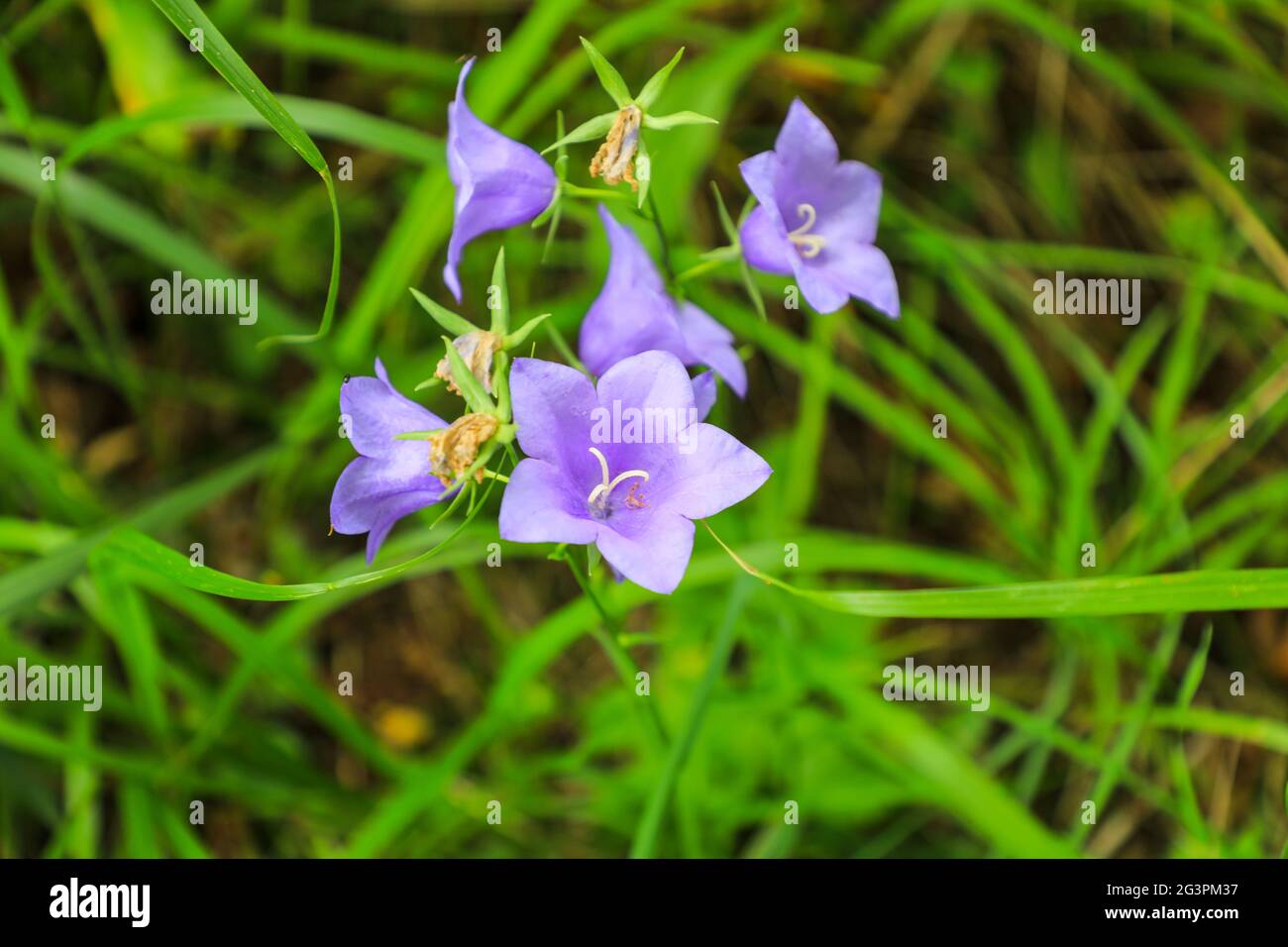 I fiori azzurri di un fiore di foglia di pesca (Campanula persicifolia), Inghilterra, Regno Unito Foto Stock