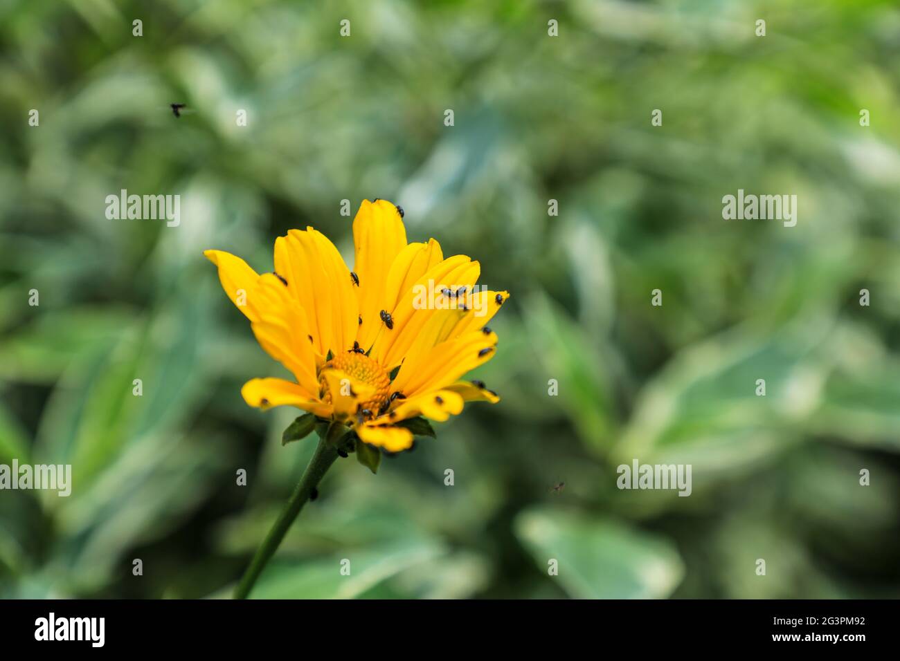 Piccoli coleotteri neri su un fiore arancione Asteroideae, estate, Inghilterra, Regno Unito Foto Stock