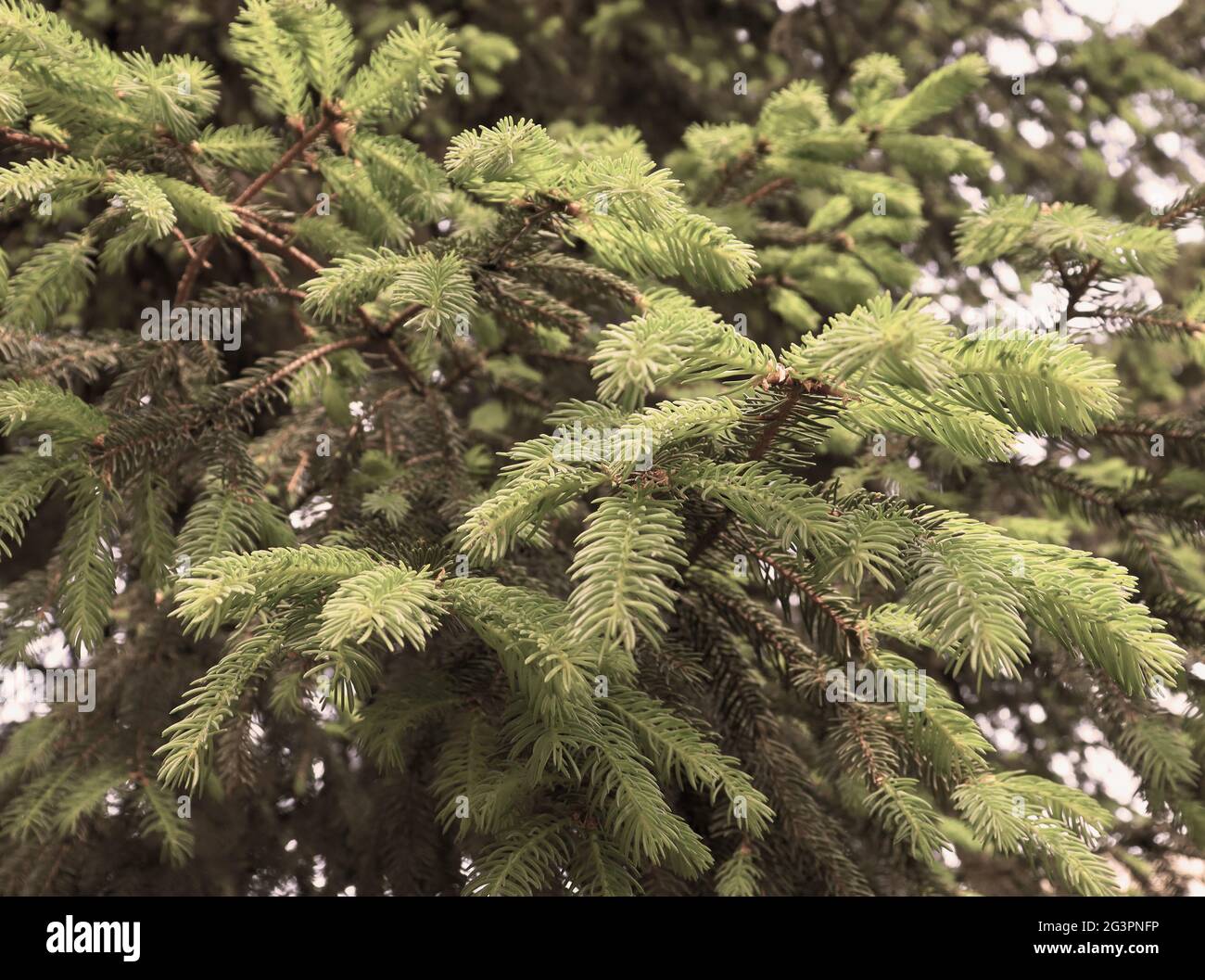 Bella pineta struttura. Pini albero in boschetto. Carta da parati forestale Foto Stock