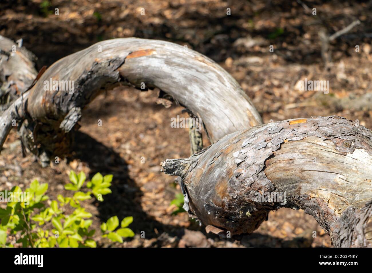 Un tronco di albero nella foresta è ritorto come vite Foto Stock