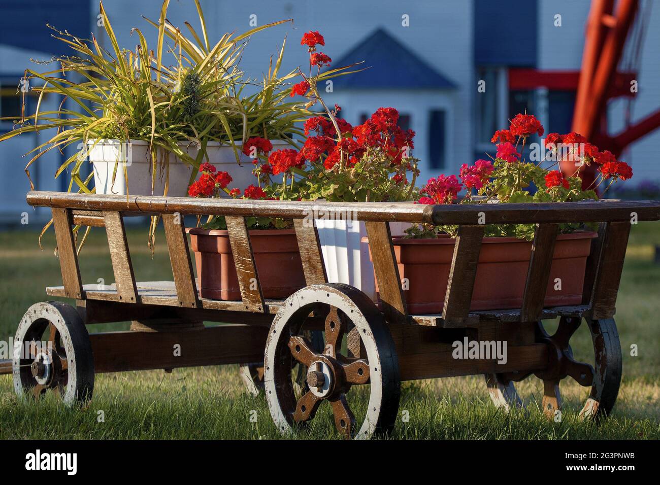 Carrello in legno con fiori rossi su una vetrata verde Foto Stock