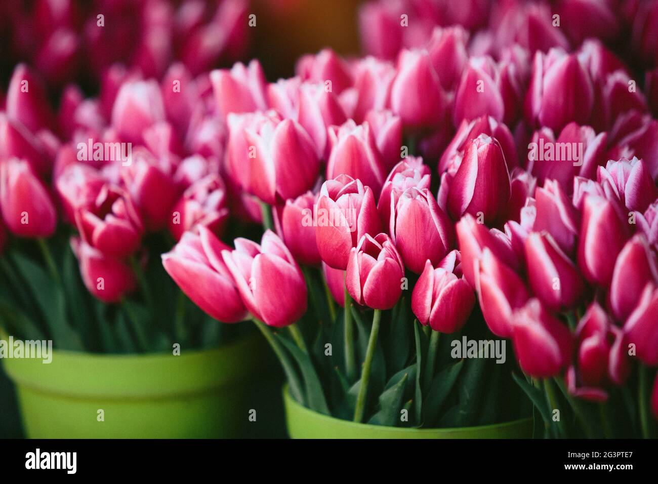 Tulipani viola al mercato degli agricoltori Foto Stock