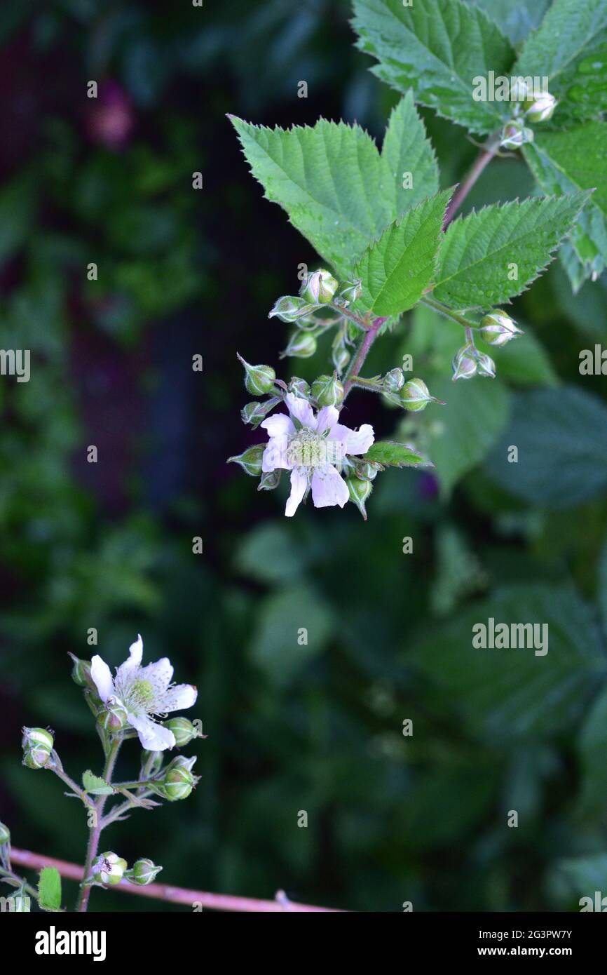 Fiori bianchi di blackberry in primo piano. Estate. Foto Stock