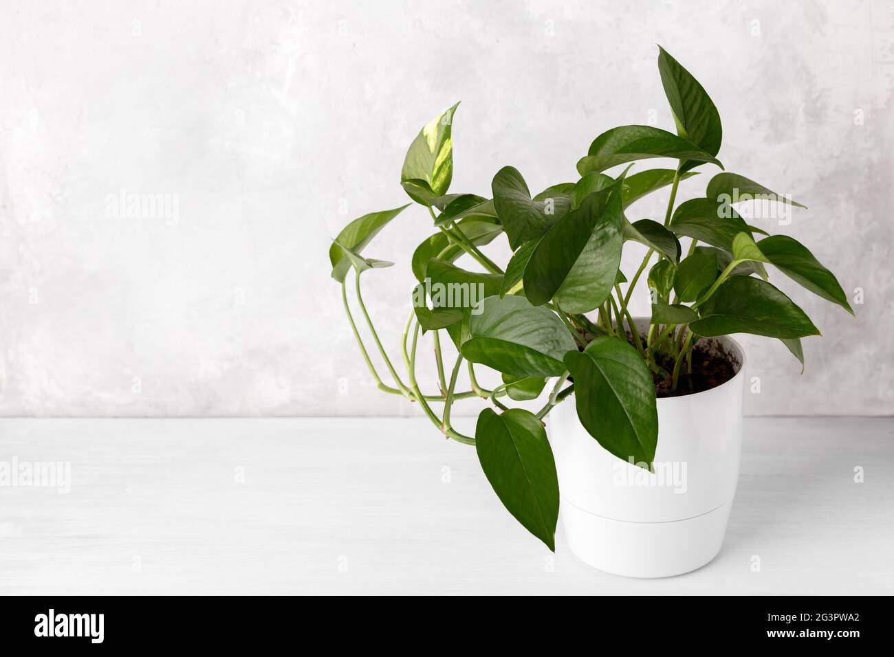Golden pothos o devil's ivy Foto Stock