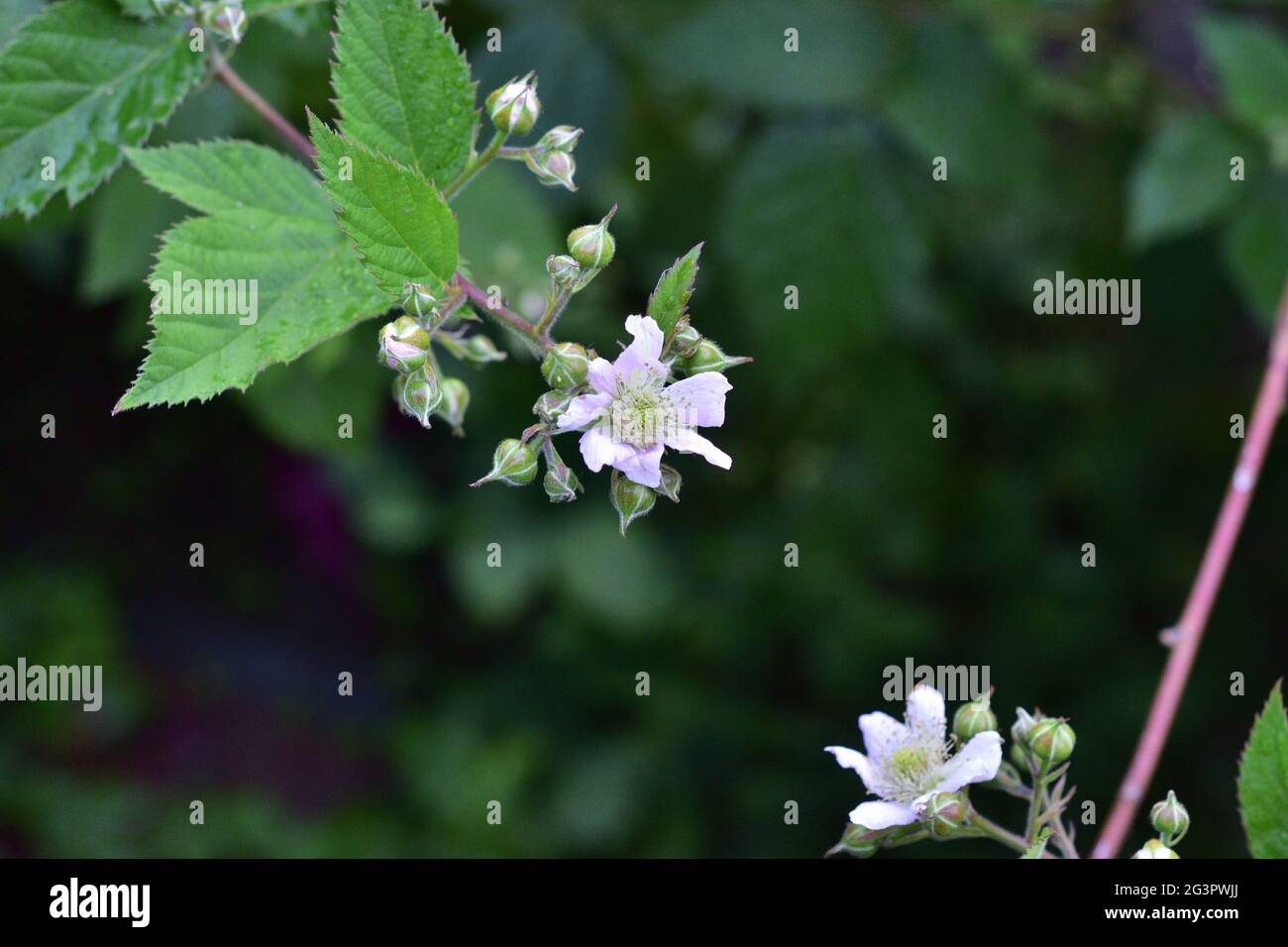Fiori bianchi di blackberry in primo piano. Estate. Foto Stock