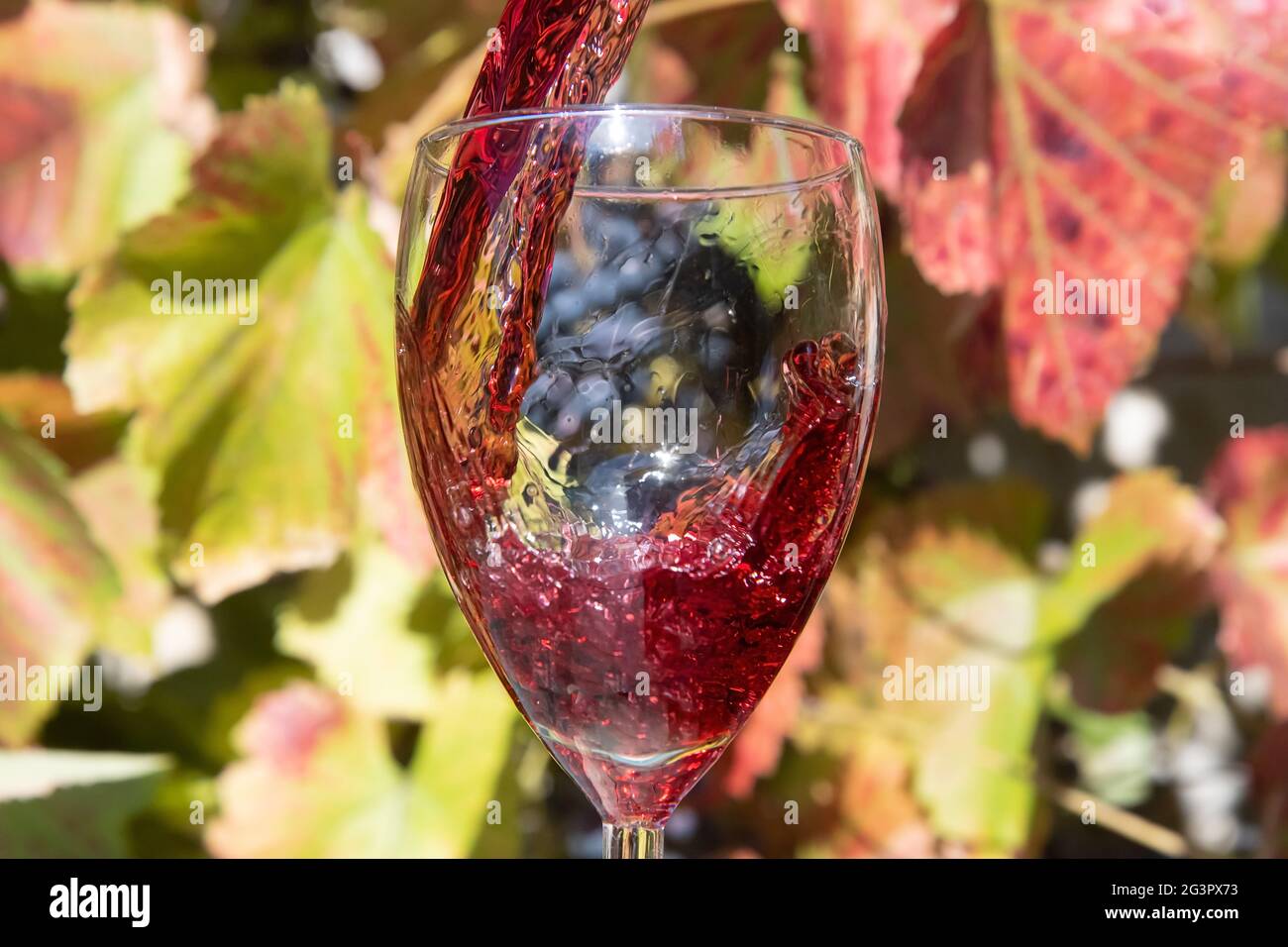 Un vino rosso che si versa nel bicchiere sullo sfondo del vigneto. Un vino rosso che si sprigola in una verricello. Foto Stock