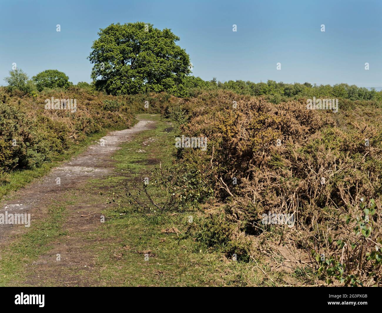 Brughiera di Norfolk con vegatazione di gola sulla zona di conservazione dei bassi di Holt nel Nord Norfolk. Foto Stock