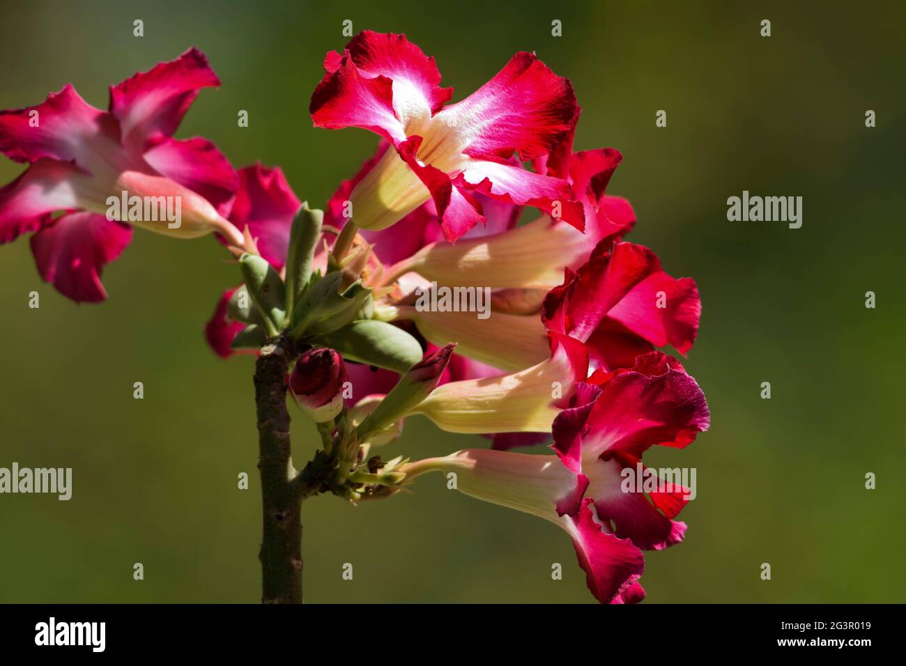 Bella Bonsai fioritura ornamentale pianta Adenium anche conosciuto come deserto rosa o giapponese frangipani. Rosa scuro luminoso ombreggiato con trumbet bianco mar s. Foto Stock