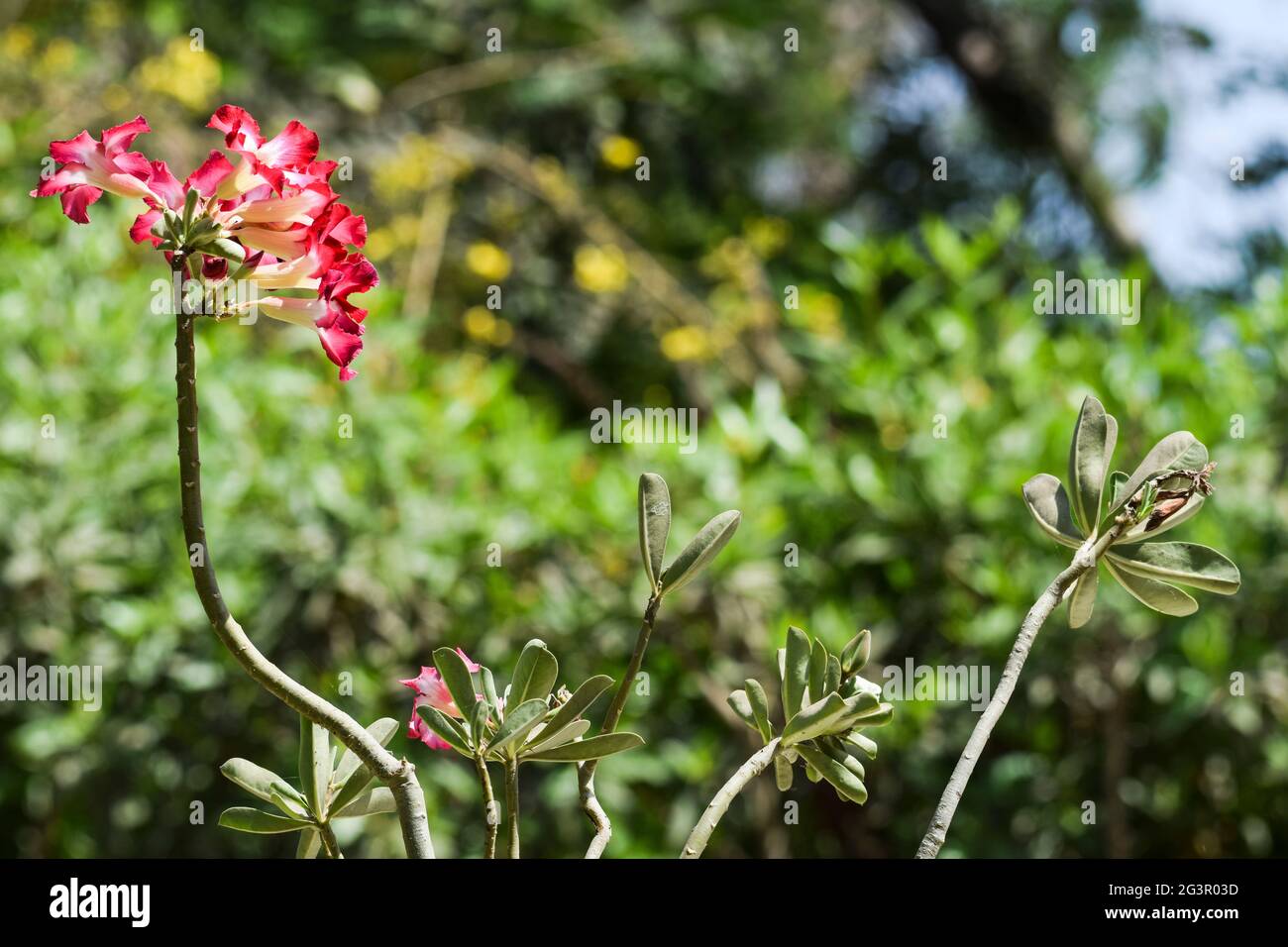 Bella Bonsai fioritura ornamentale pianta Adenium anche conosciuto come deserto rosa o giapponese frangipani. Rosa scuro luminoso ombreggiato con trumbet bianco mar s. Foto Stock