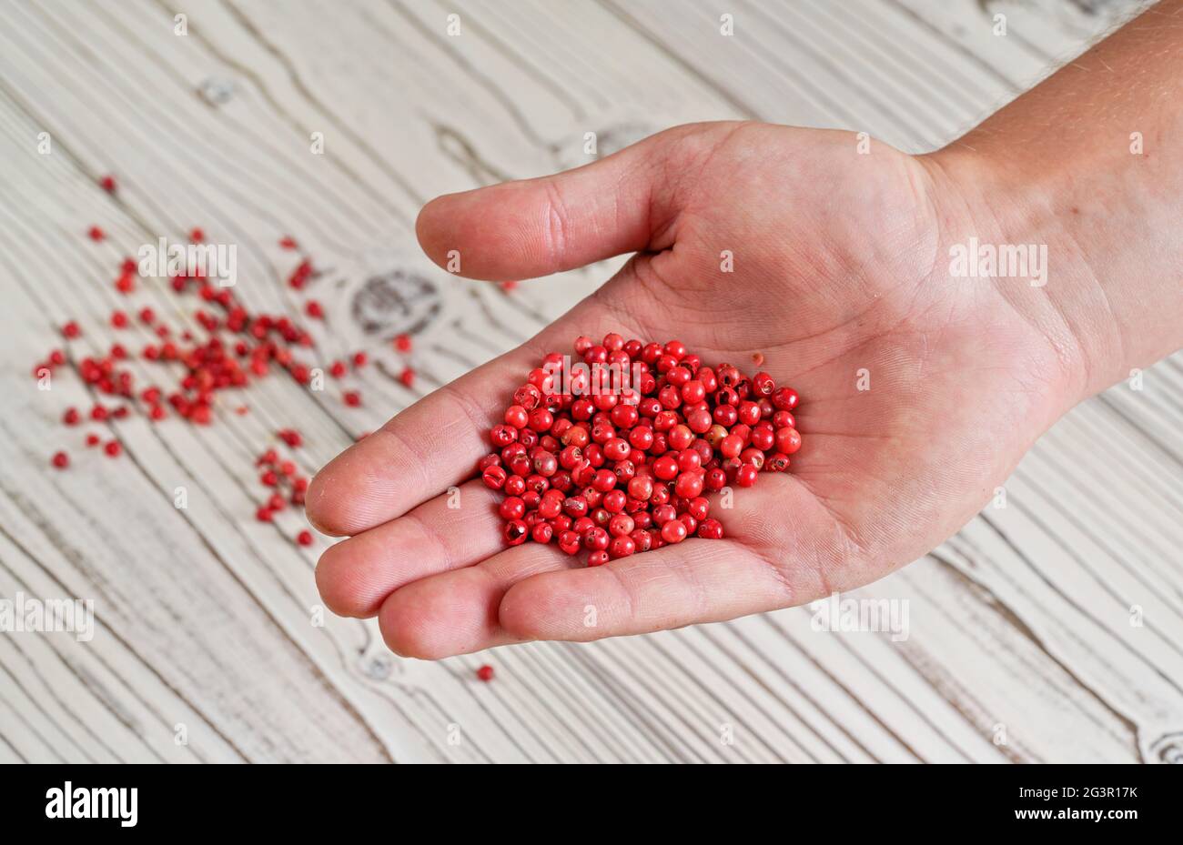 Peppercorn rosso o rosa nella mano del giovane uomo, più sparso sulla scrivania delle tavole bianche sotto, foto di primo piano Foto Stock