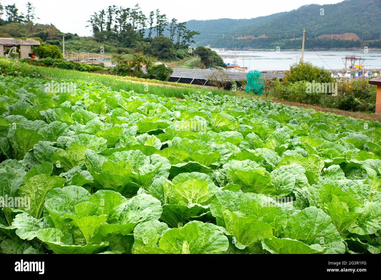 L'agricoltura del villaggio in Corea del Sud Foto Stock