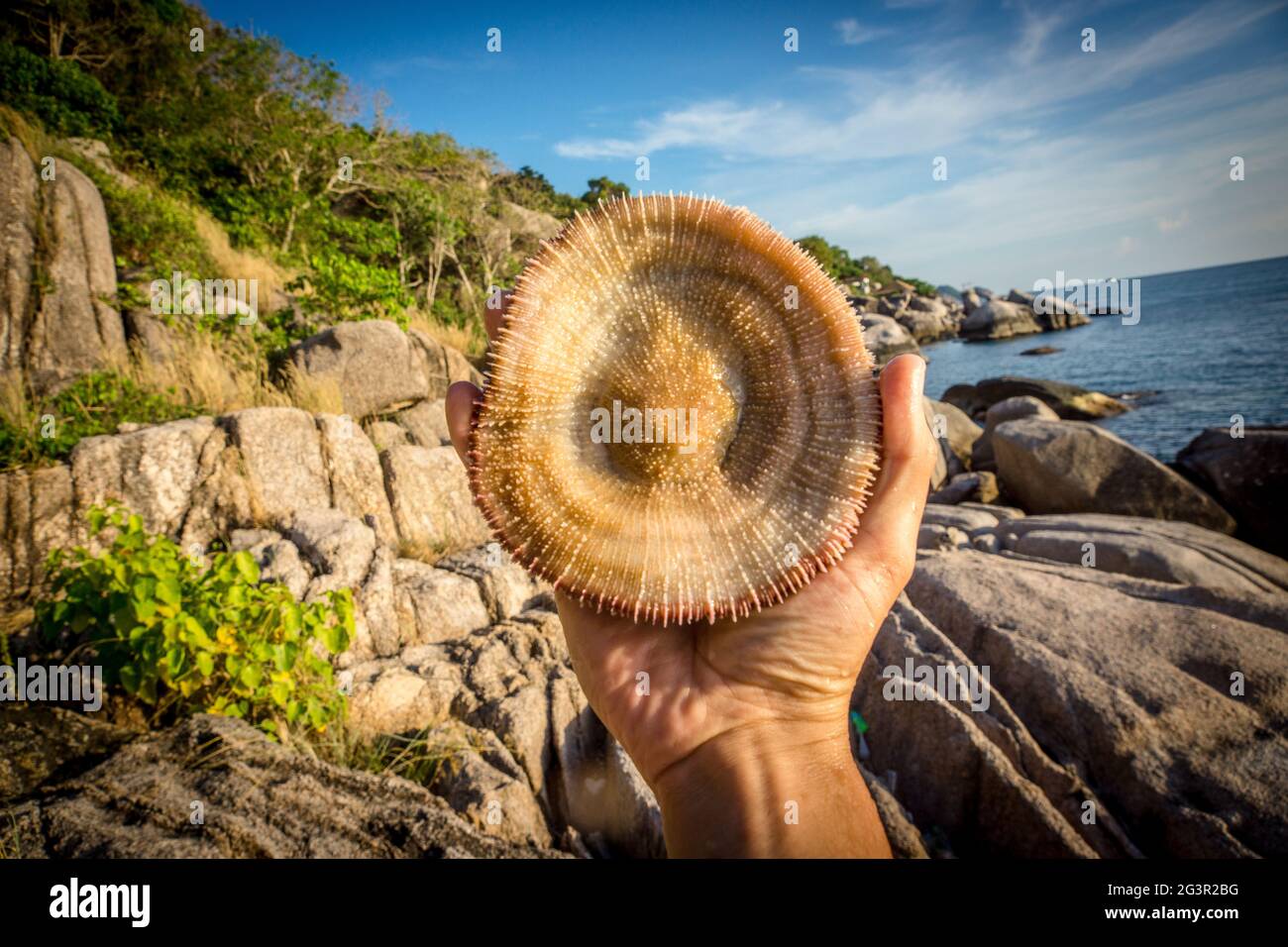 Mano con la conchiglia tropicale Foto Stock