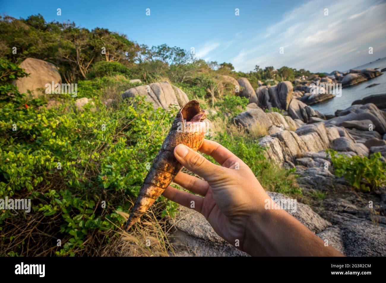 Mano con la conchiglia tropicale Foto Stock