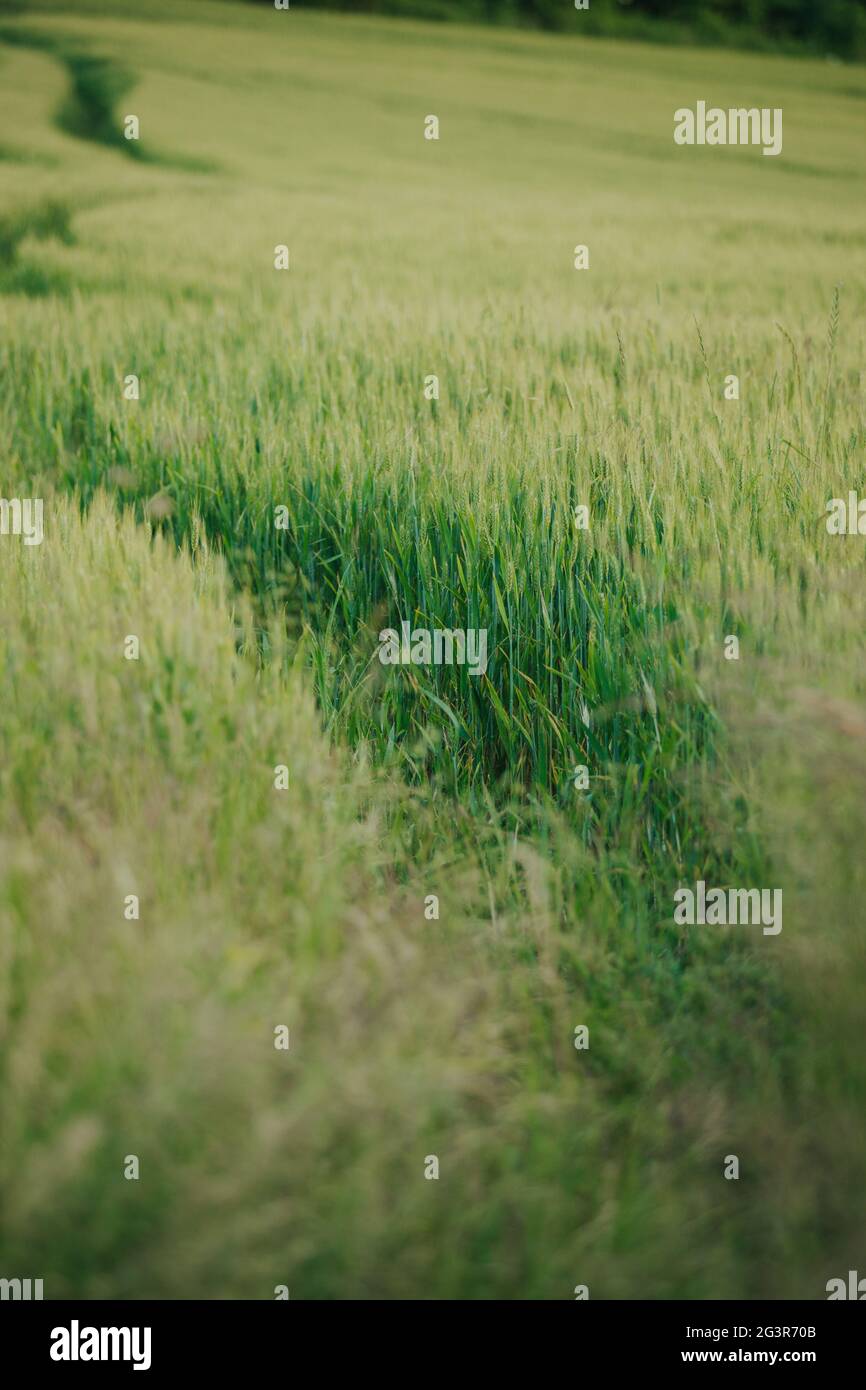 Bella carta da parati di sentiero attraverso campo verde Foto Stock