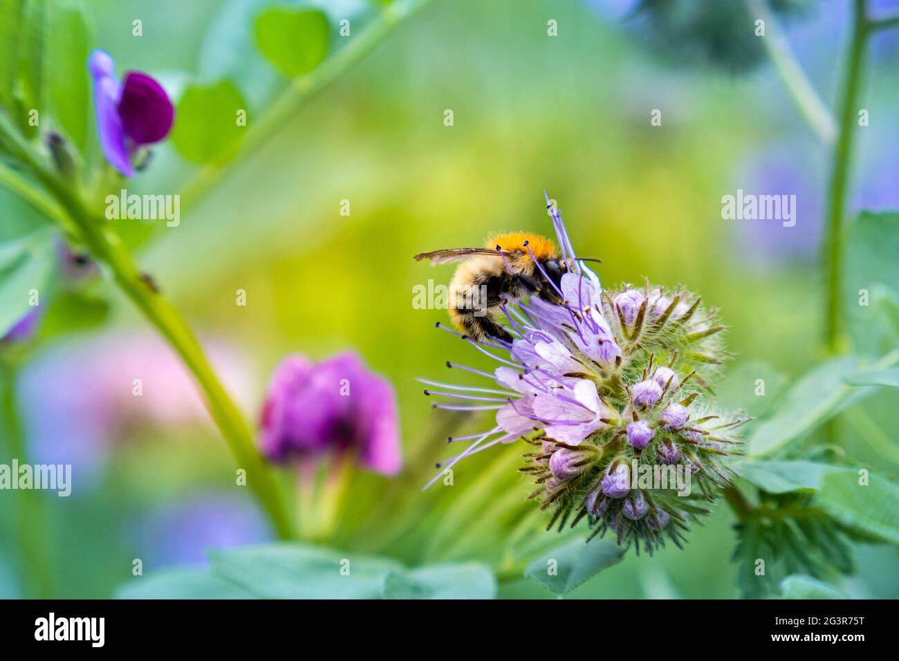 Ape comune del carder (Bombus pascuorum) che raccoglie il polline su phacelia Foto Stock