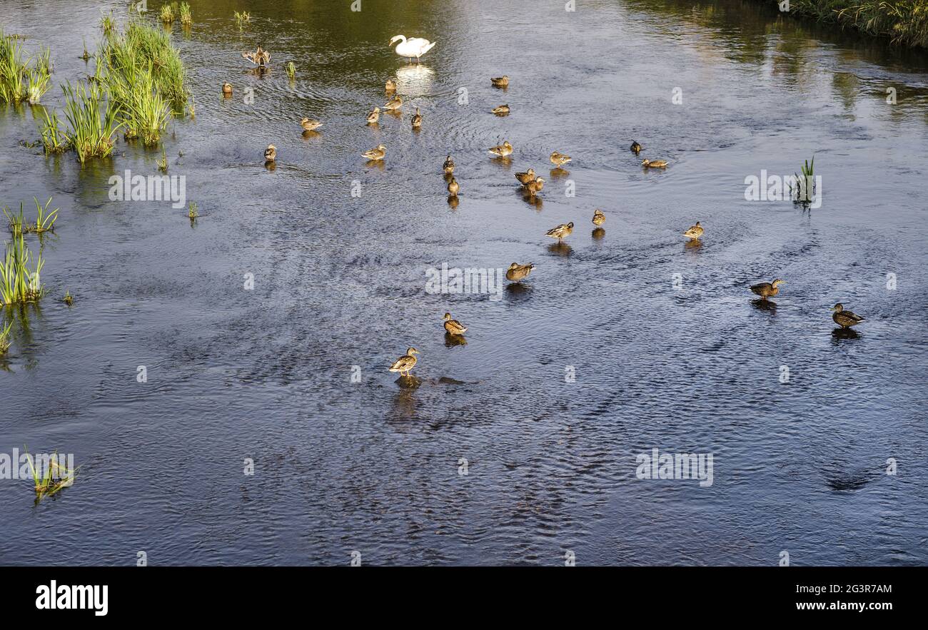 Il grande incontro di uccelli sul fiume Foto Stock