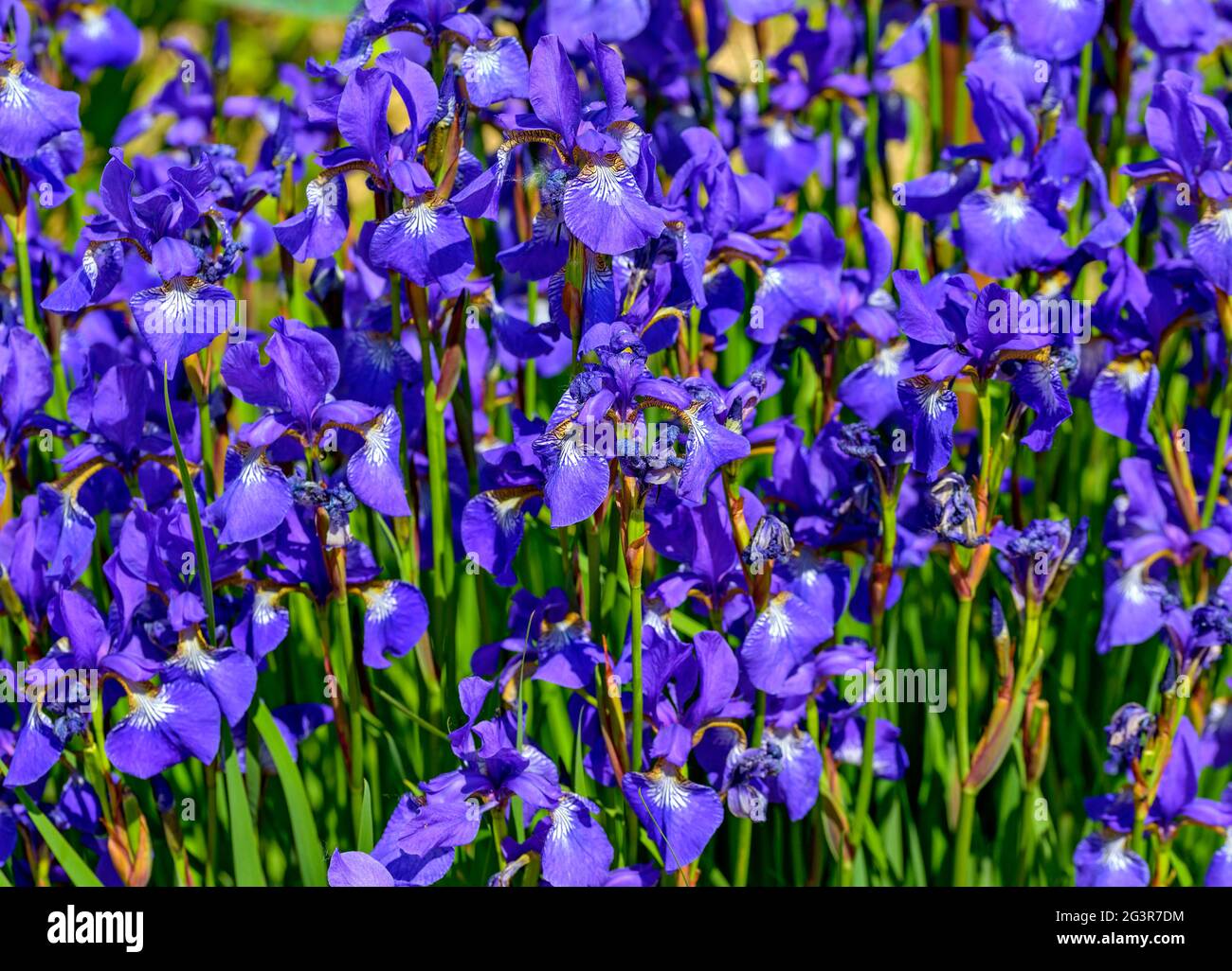 fiori blu di drago al sole Foto Stock
