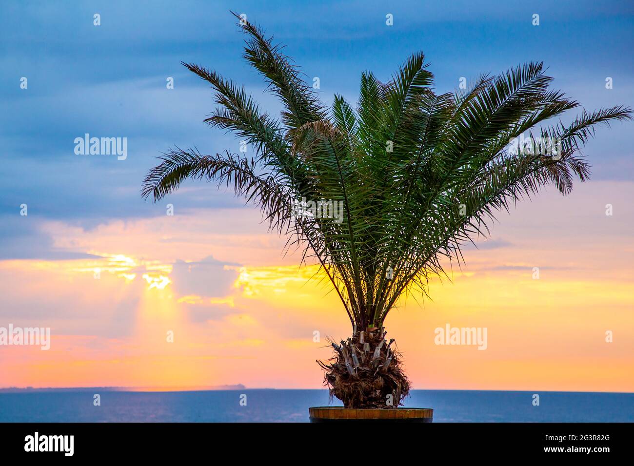 Palm vicino al mare al tramonto. Mattina nuvoloso. Foto Stock