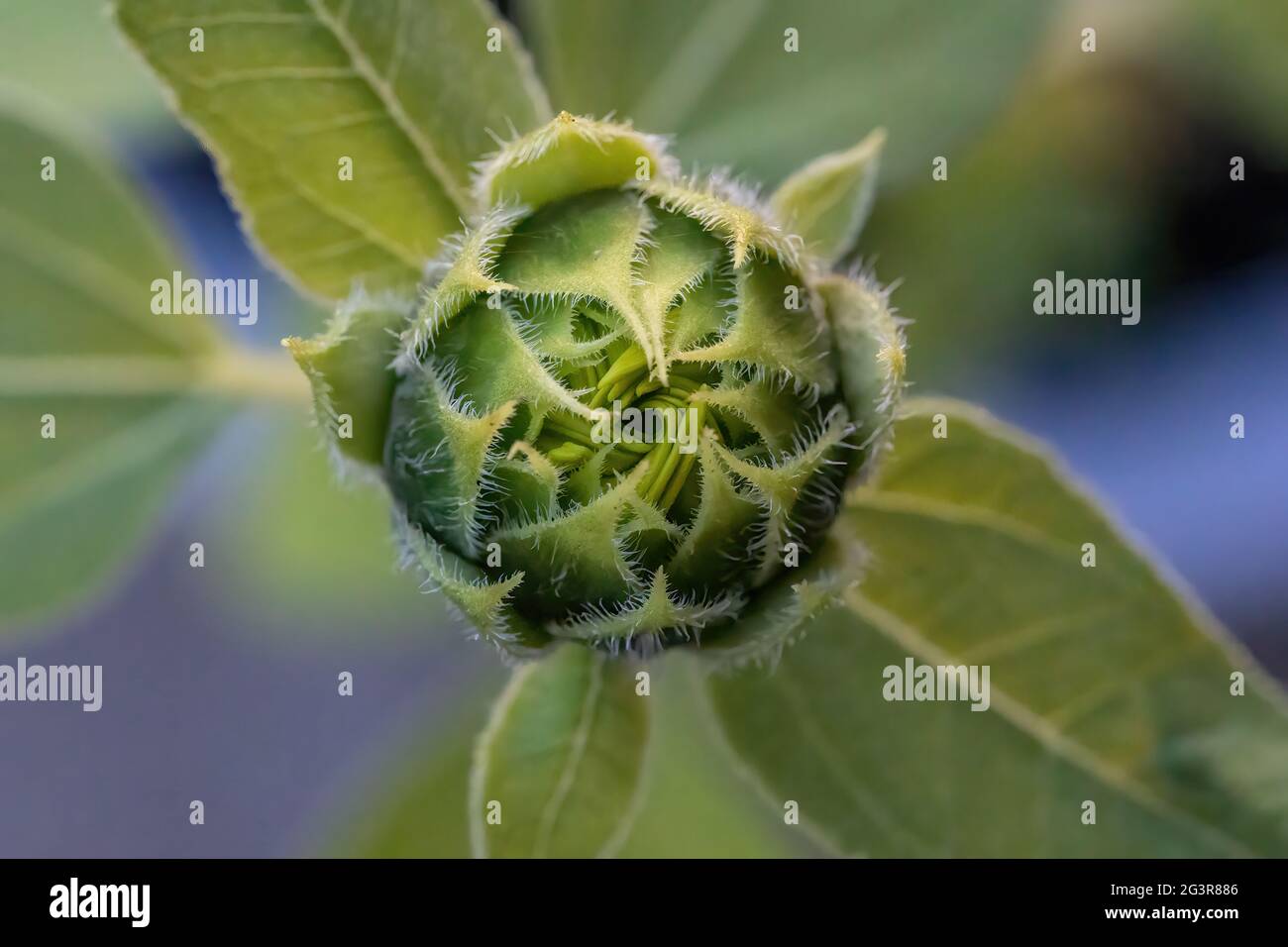 Germoglio di girasole prima che si apra in estate. Foto Stock