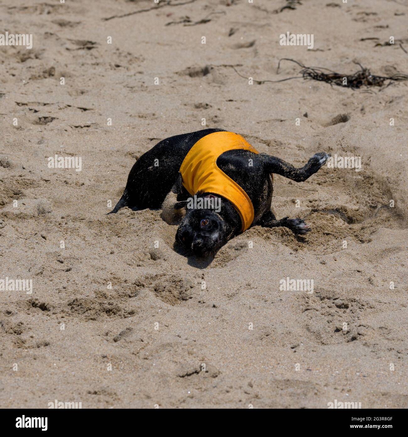 Black Chihuahua Dog giocare nelle onde alla spiaggia Foto Stock