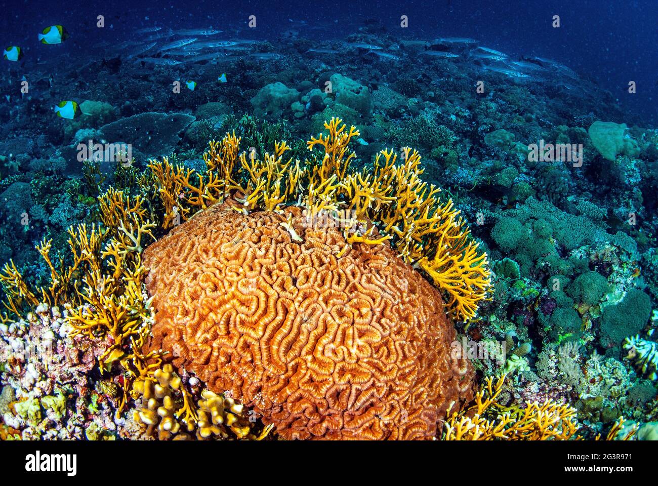 Fuoco corallo sulla testa corallina cervello, Isole Salomone Foto Stock