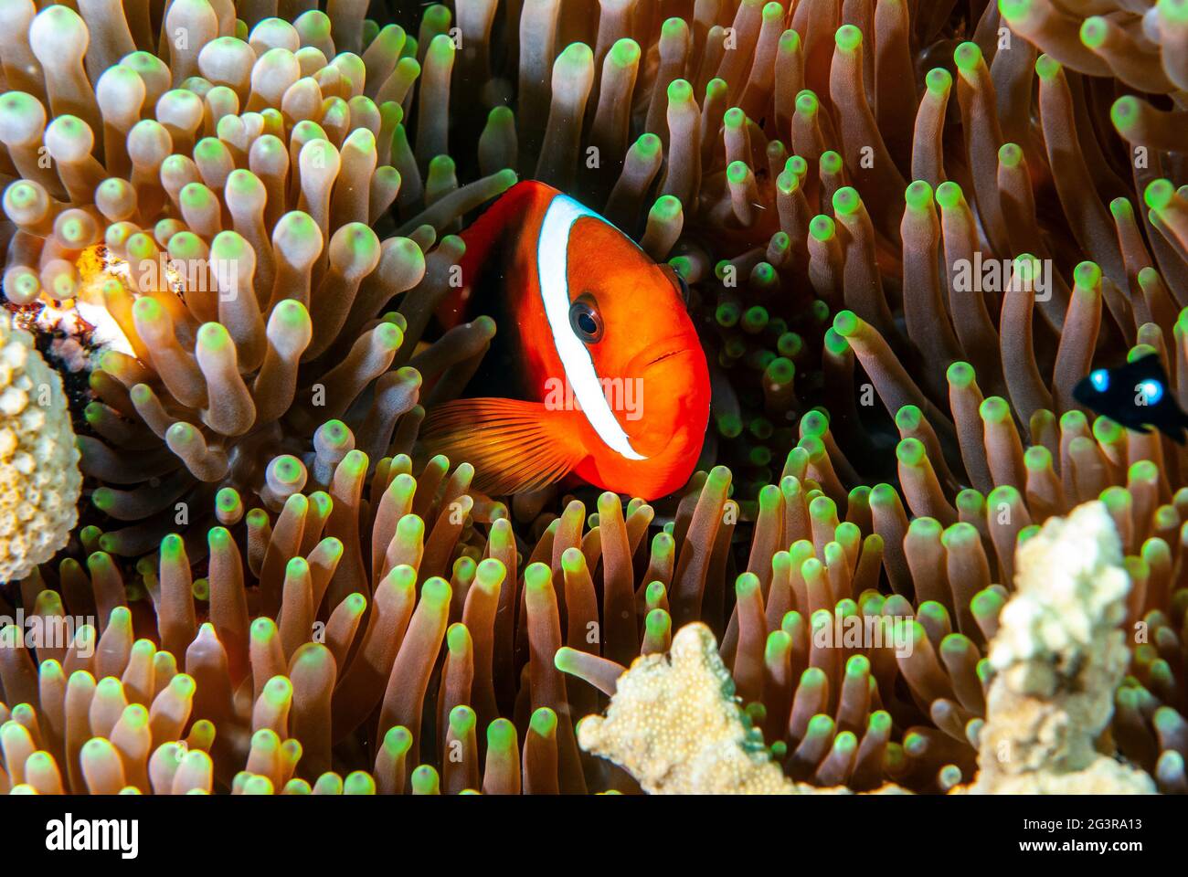 Anemonefish femminile di pomodoro (Amphiprion frenatus) su ospite anemone, Isole Salomone Foto Stock