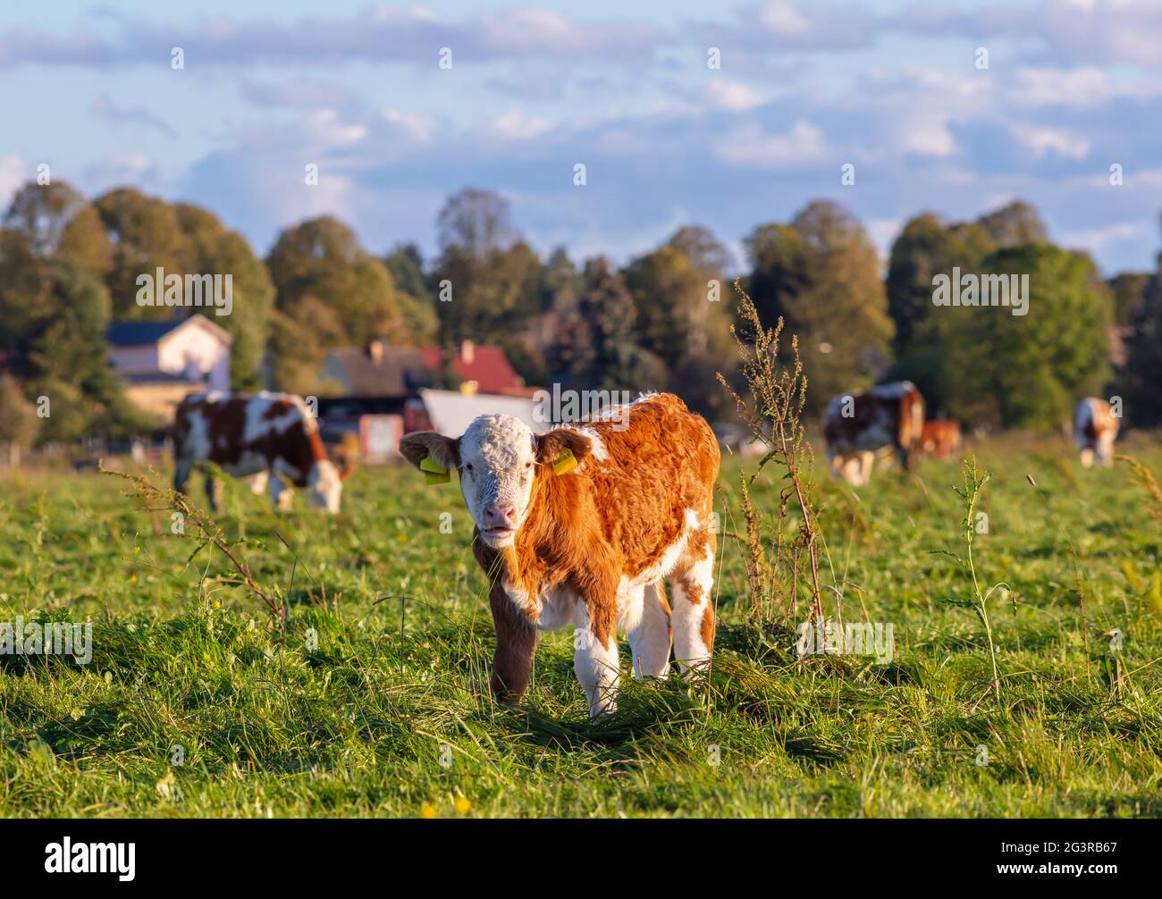 Allevamento di vitelli: Vitelli giovani / vitelli bambini / mucche all'aperto, allevamento, mucche, allevamento Foto Stock