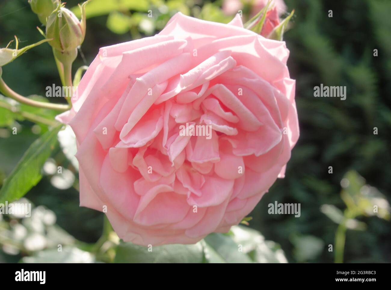 Rose rosa Foto Stock