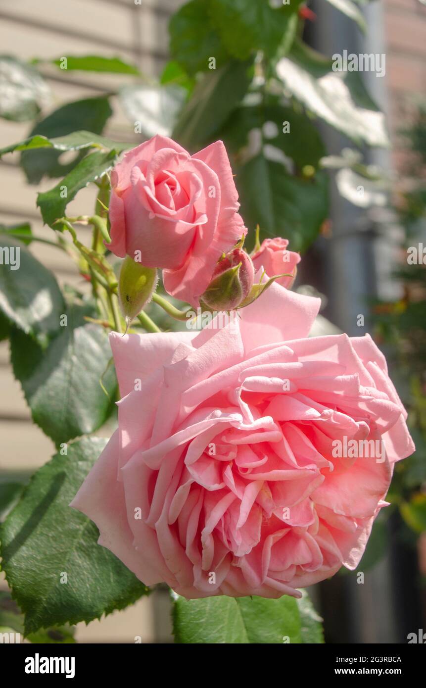 Rose rosa Foto Stock