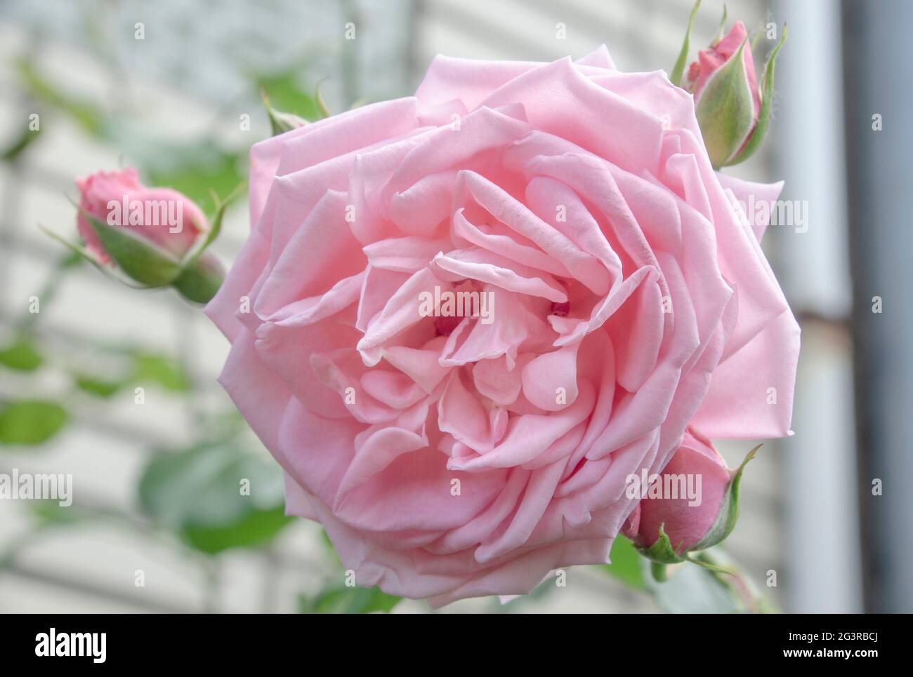 Rose rosa Foto Stock