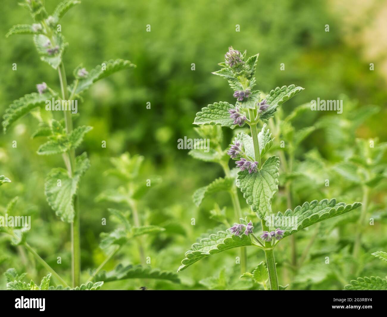 Lamium maculatum morti-nettles Foto Stock
