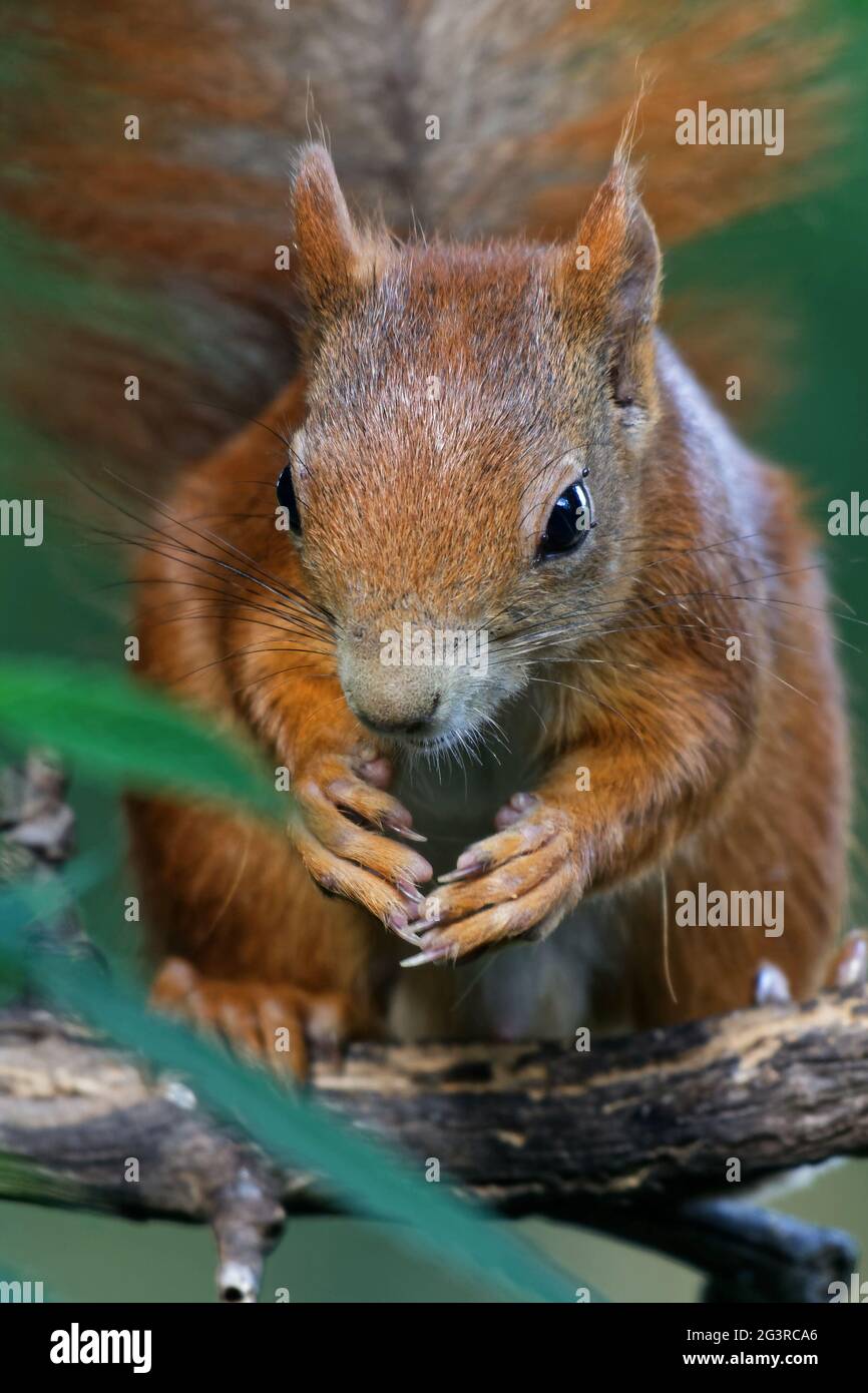 Scoiattolo sull'alimentatore di uccelli Foto Stock